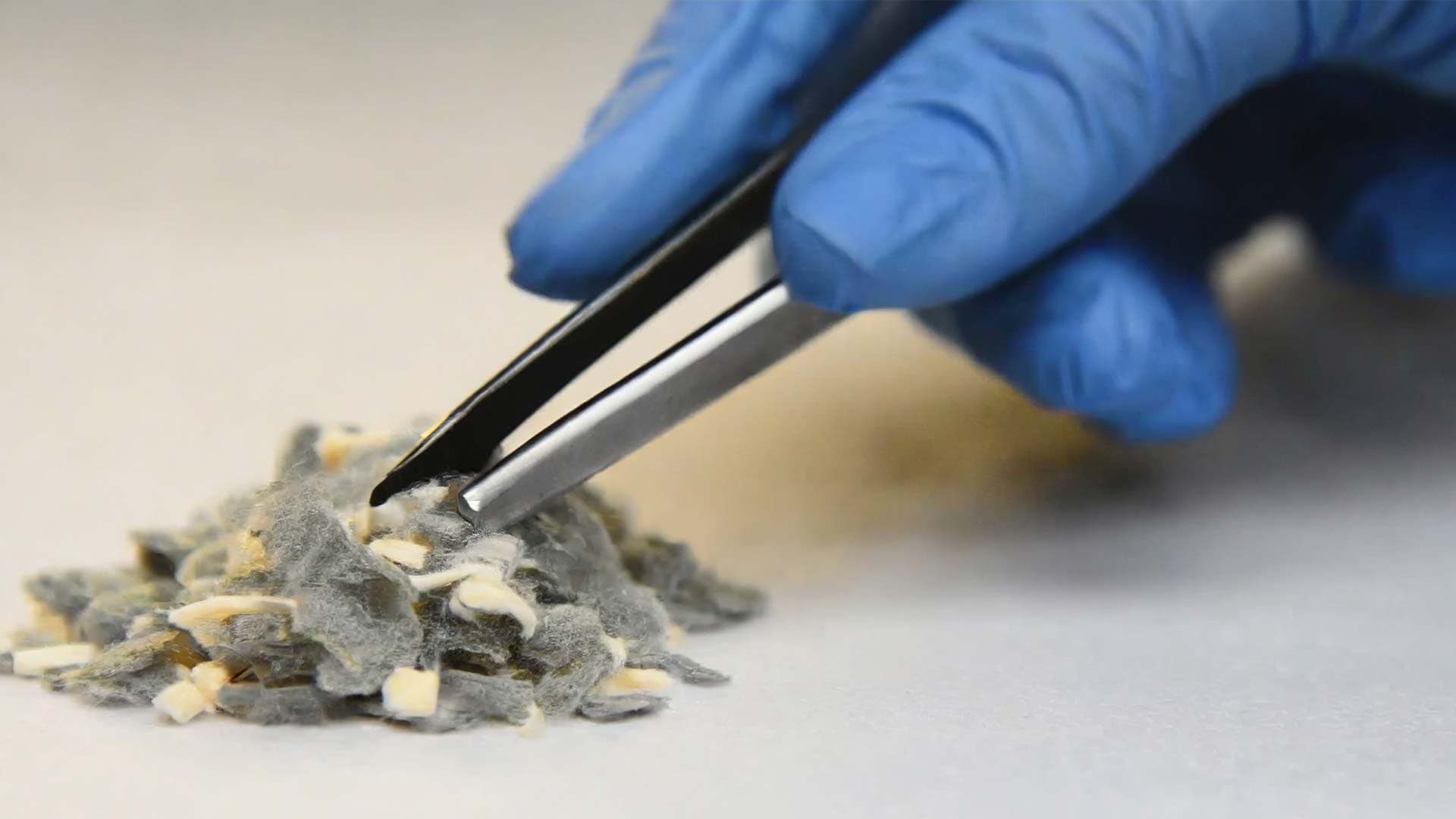Blue glove with tweezers holding asbestos